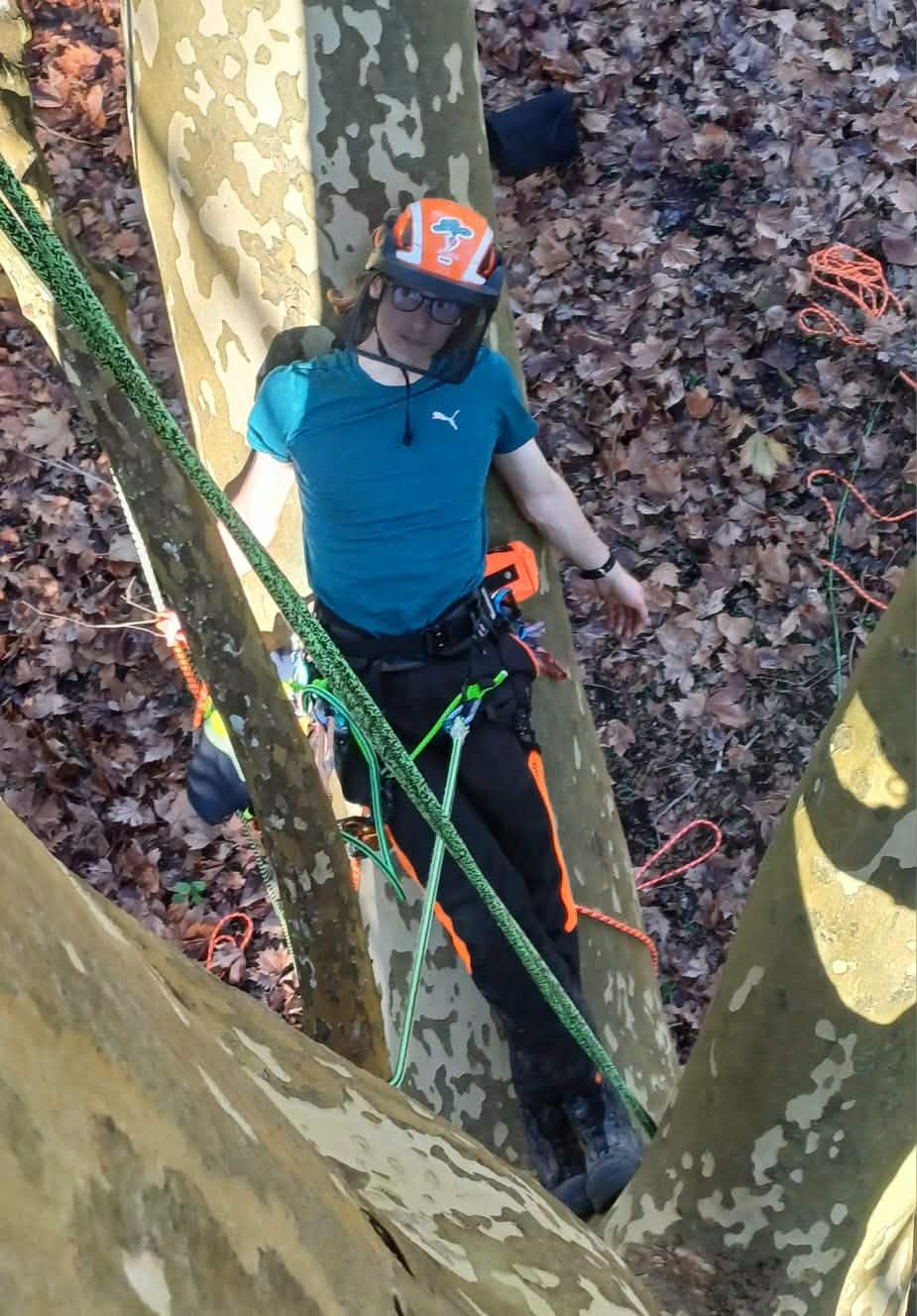 George in a tree