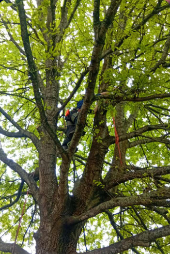 George pruning a tree