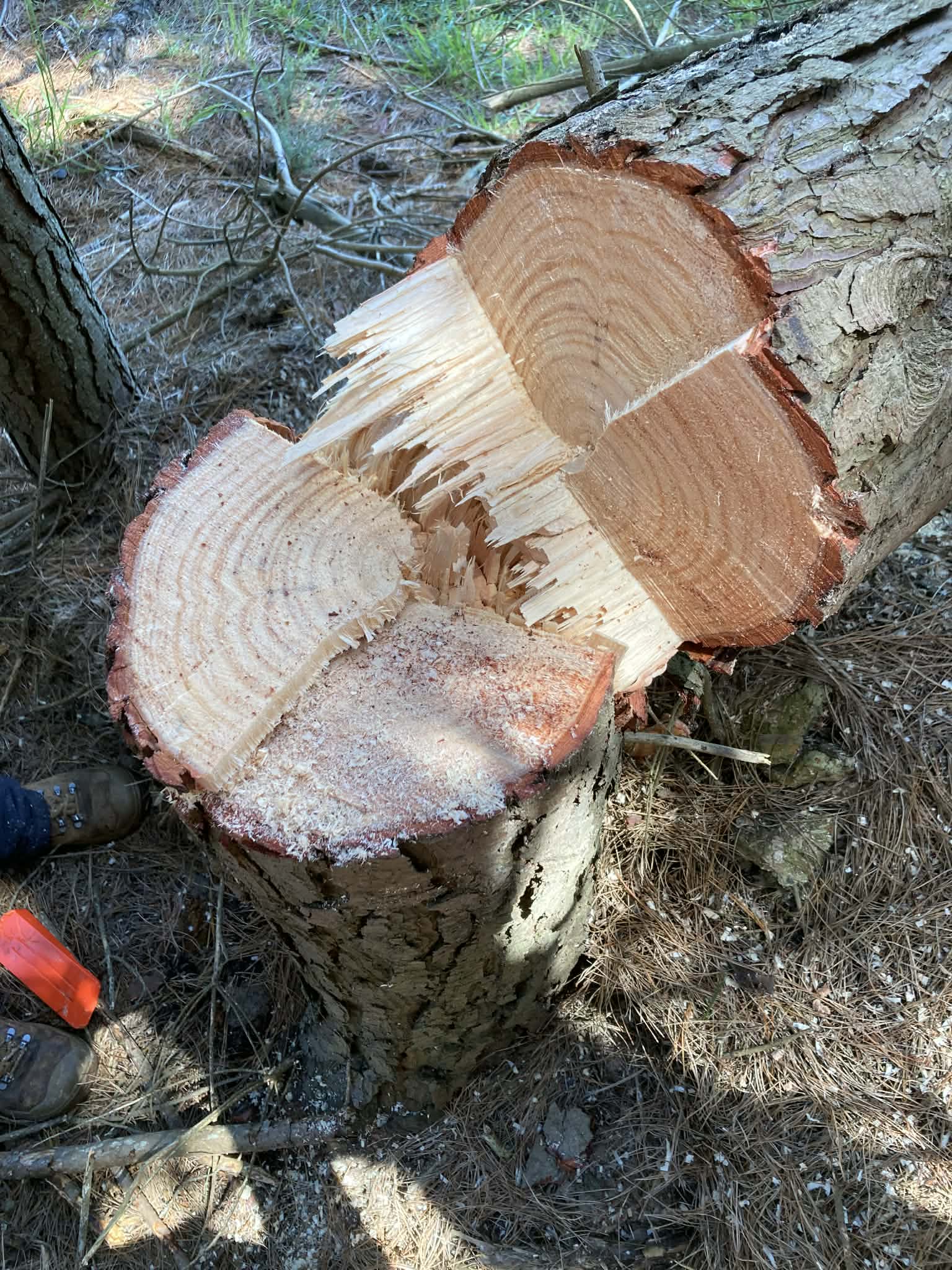 George felling a tree