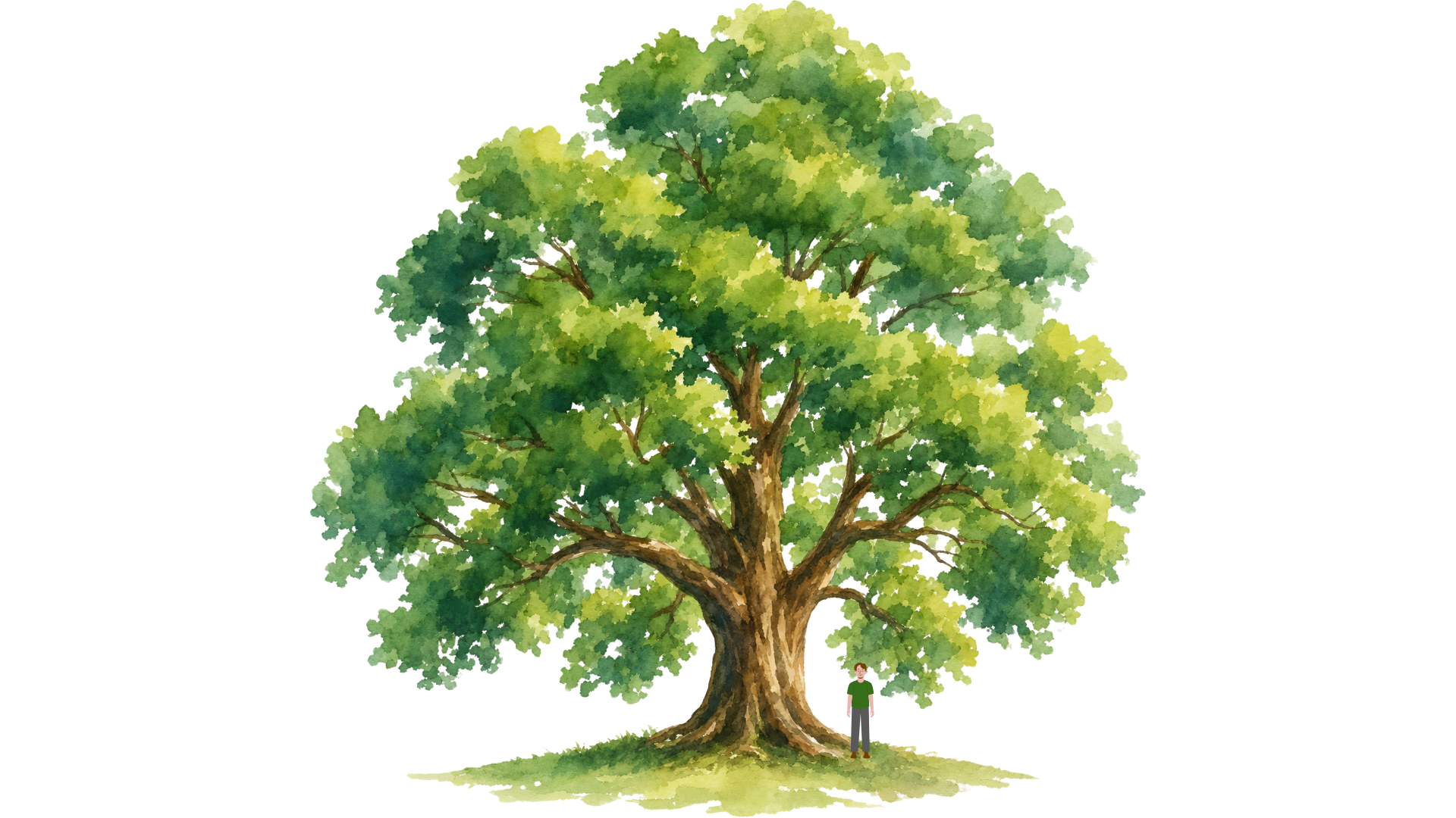 Large Tree Diagram